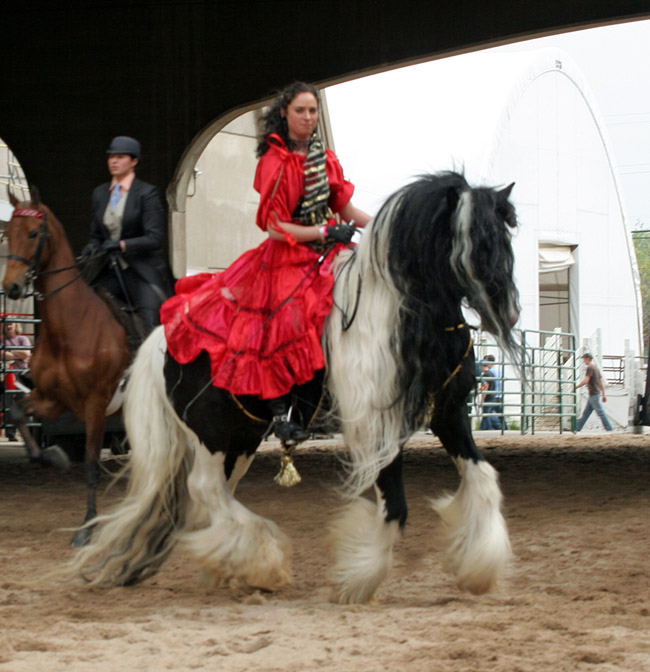 gipsy paardenshow